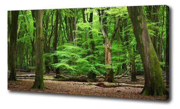 Foto obraz na plátne Holandský les oc-104709262