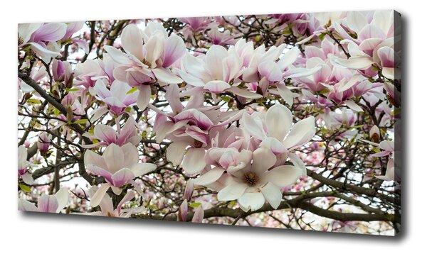 Foto-obraz canvas do obývačky Kvety magnolie oc-107287859