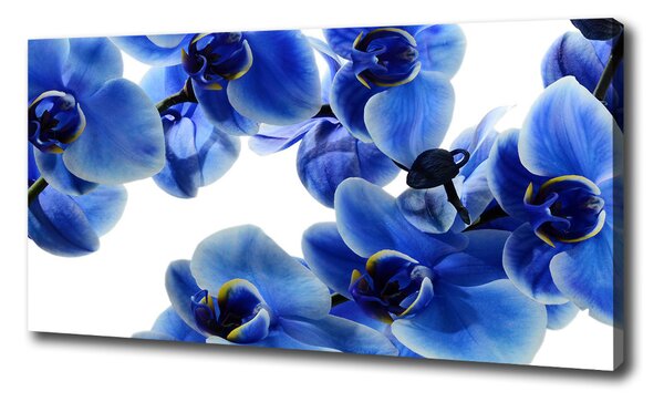 Foto obraz na plátne do obývačky Modrná orchidea