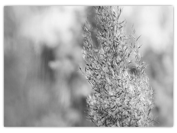 Obraz - Boho pampas grass (70x50 cm)