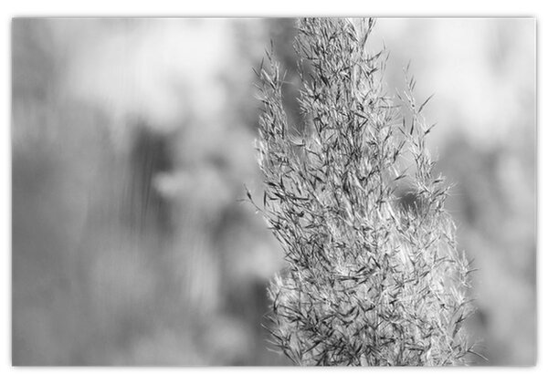 Obraz - Boho pampas grass (90x60 cm)