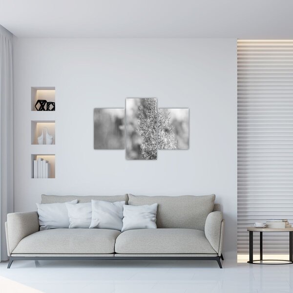 Obraz - Boho pampas grass (90x60 cm)