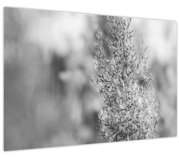 Obraz - Boho pampas grass (90x60 cm)