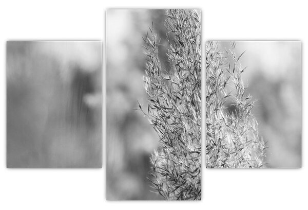 Obraz - Boho pampas grass (90x60 cm)