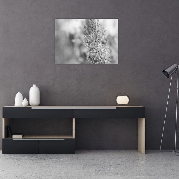 Obraz - Boho pampas grass (70x50 cm)
