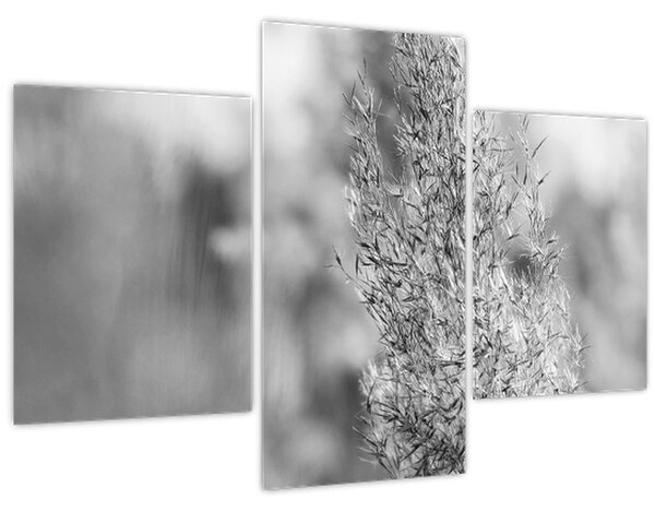 Obraz - Boho pampas grass (90x60 cm)