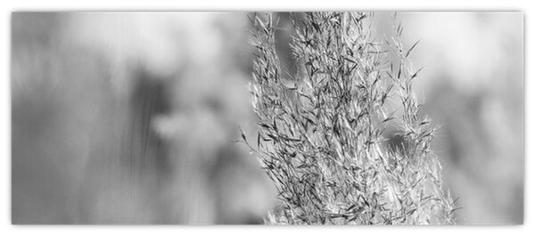 Obraz - Boho pampas grass (120x50 cm)