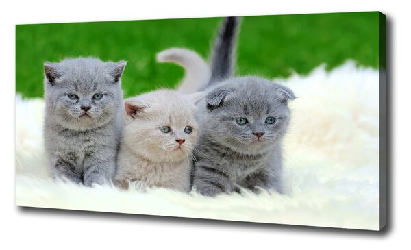 Foto obraz na plátne Tri mačky na deke oc-112670236