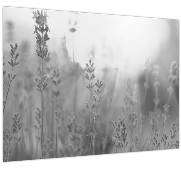 Obraz - Levanduľa (70x50 cm)