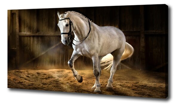 Foto obraz tlačený na plátne Biely kôň v stajni