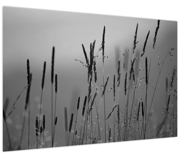 Obraz - Steblá trávy (90x60 cm)
