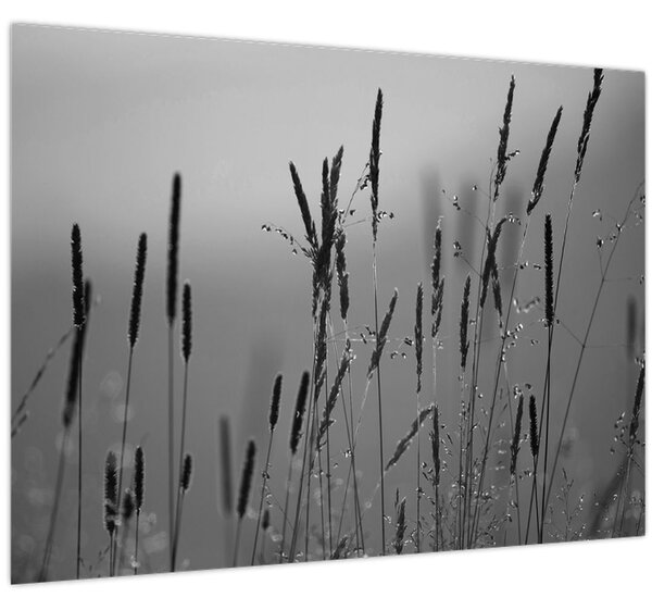 Obraz - Steblá trávy (70x50 cm)