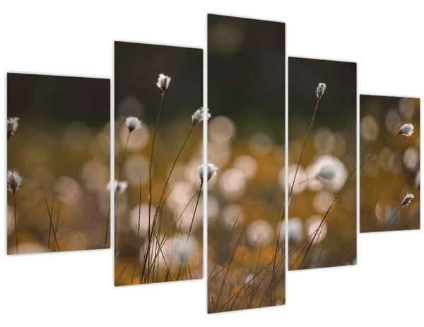Obraz - Lúka s cottongrass N⁰2 (150x105 cm)
