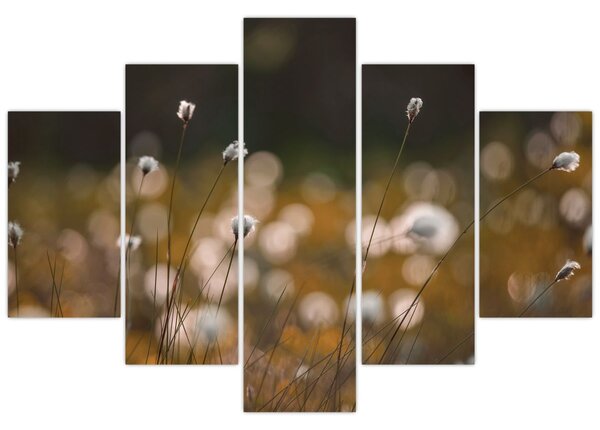 Obraz - Lúka s cottongrass N⁰2 (150x105 cm)