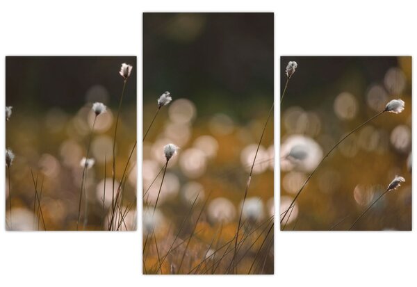 Obraz - Lúka s cottongrass N⁰2 (90x60 cm)