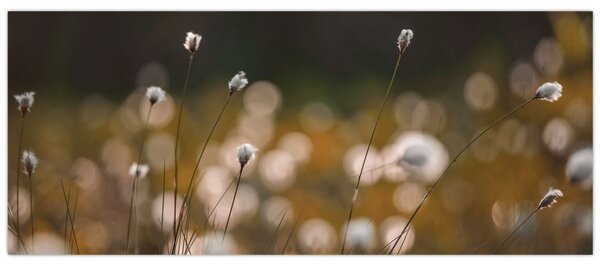 Obraz - Lúka s cottongrass N⁰2 (120x50 cm)