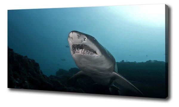 Foto obraz na plátne Veľký žralok oc-120086004