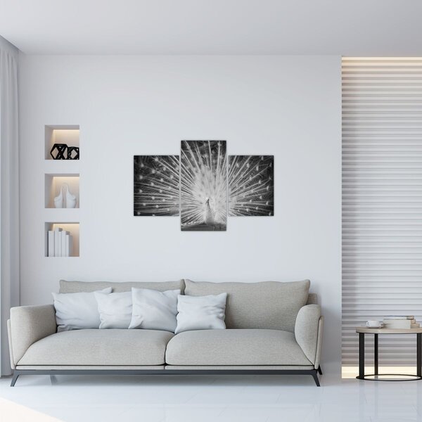 Obraz - Biely páv (90x60 cm)