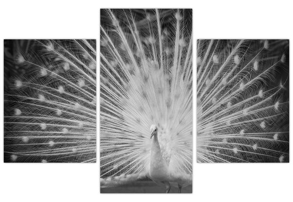Obraz - Biely páv (90x60 cm)