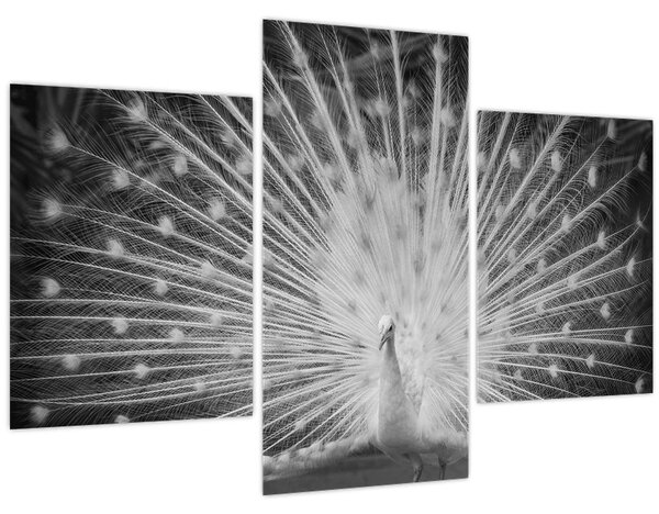 Obraz - Biely páv (90x60 cm)