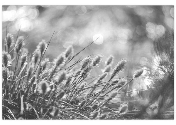 Obraz - Béžová soft grass N⁰1 (90x60 cm)