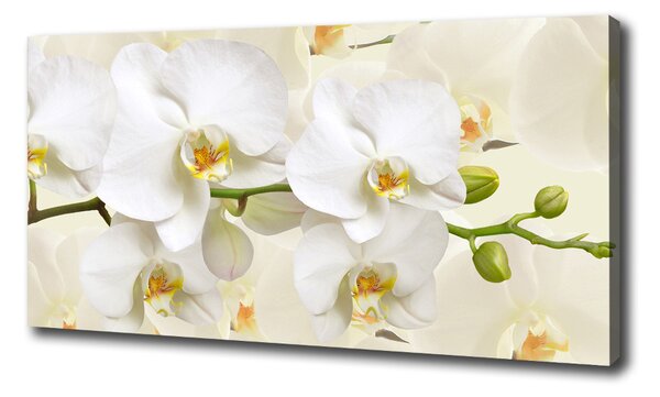 Foto obraz na plátne Orchidea oc-123330197