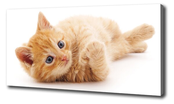Foto obraz canvas Červená mačka oc-126034635