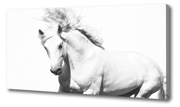 Moderný obraz canvas na ráme Biely kôň oc-14270832