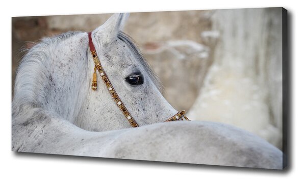 Foto obraz na plátne Biely arabský kôň oc-143185113