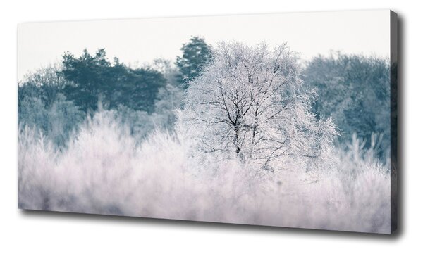 Foto obraz na plátne do obývačky Stromy zimou