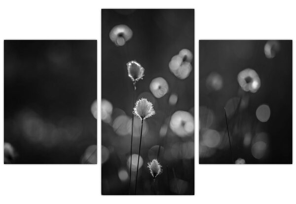 Obraz - Cottongrass na lúke (90x60 cm)