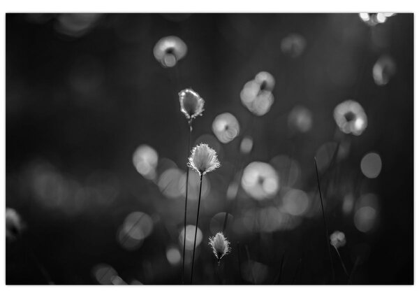 Obraz - Cottongrass na lúke (90x60 cm)