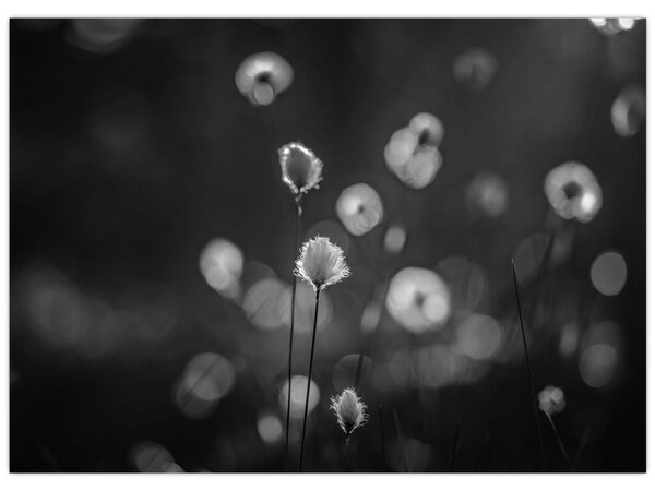 Obraz - Cottongrass na lúke (70x50 cm)