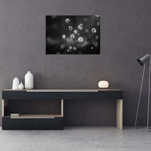 Obraz - Cottongrass na lúke (70x50 cm)