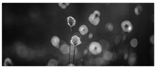 Obraz - Cottongrass na lúke (120x50 cm)