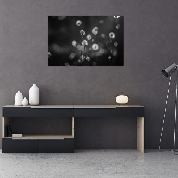 Obraz - Cottongrass na lúke (90x60 cm)