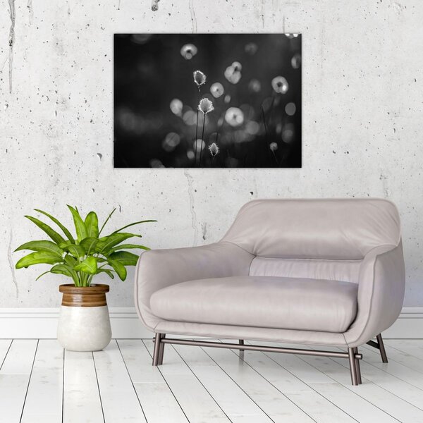 Obraz - Cottongrass na lúke (70x50 cm)