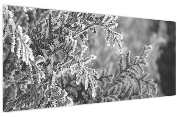 Obraz - Smrekový les (120x50 cm)
