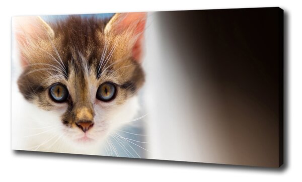 Foto obraz canvas Malá mačka oc-162385240