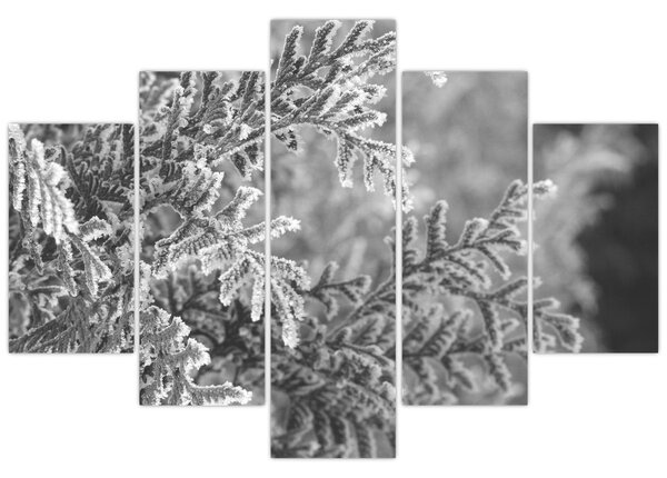 Obraz - Smrekový les (150x105 cm)