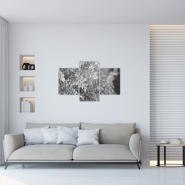 Obraz - Smrekový les (90x60 cm)