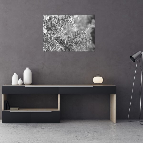 Obraz - Smrekový les (70x50 cm)