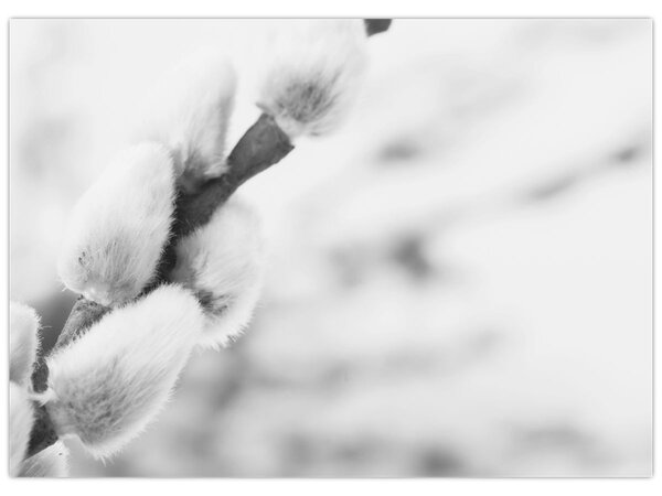 Obraz - Začiatok jari (70x50 cm)
