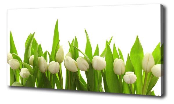 Foto obraz na plátne do obývačky Biele tulipány