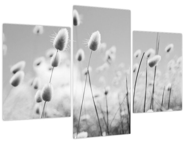 Obraz - Boho bunny tail grass (90x60 cm)