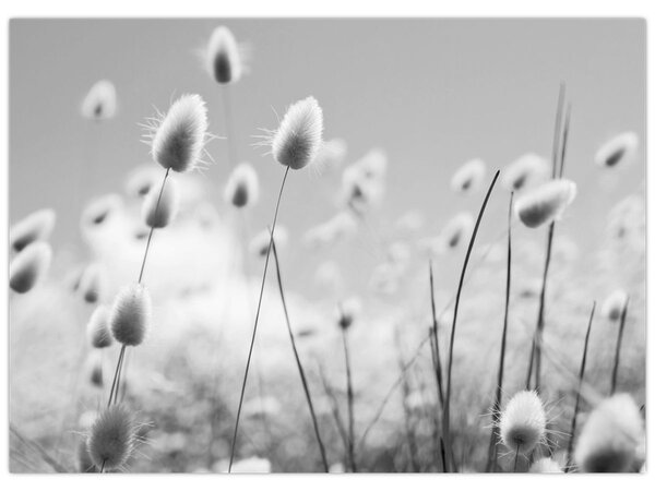 Obraz - Boho bunny tail grass (70x50 cm)