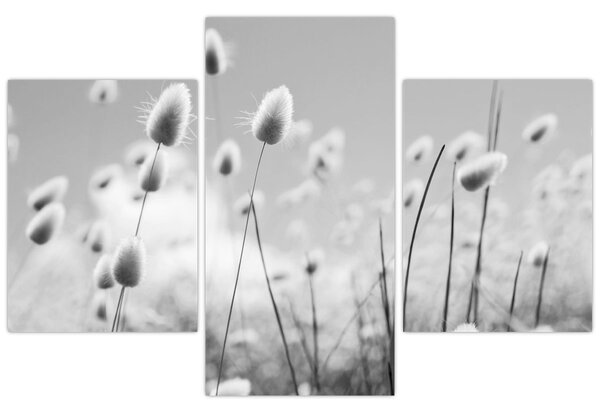 Obraz - Boho bunny tail grass (90x60 cm)
