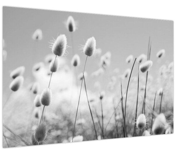 Obraz - Boho bunny tail grass (90x60 cm)