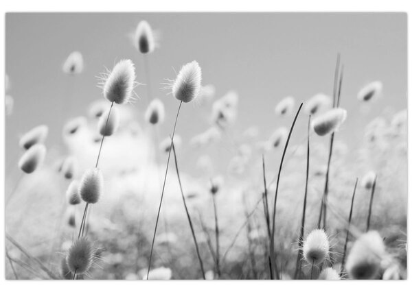 Obraz - Boho bunny tail grass (90x60 cm)