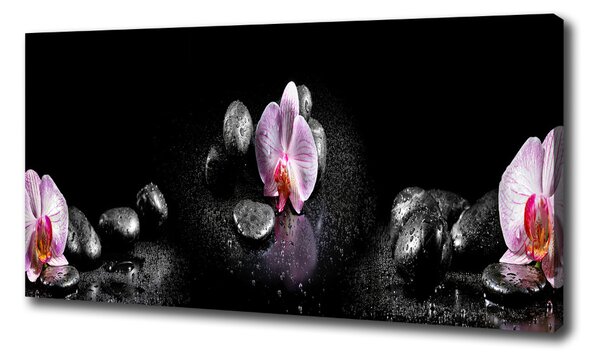 Foto obraz na plátne do obývačky Orchidea oc-60629892